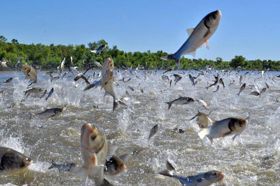 Image of Asian carp disturbed in a river, evidence of the need to reverse the control of nature