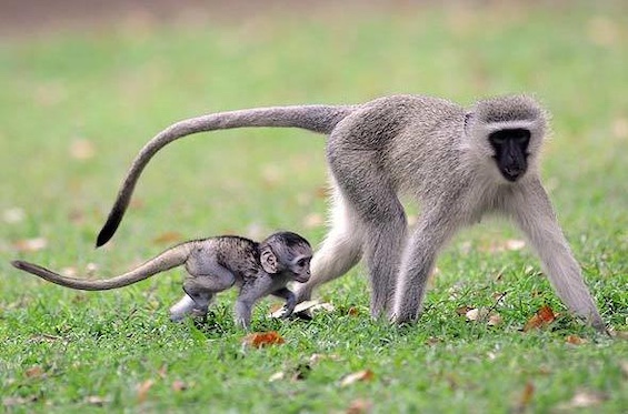Photo of monkeys in African national park like those in this book about emerging diseases