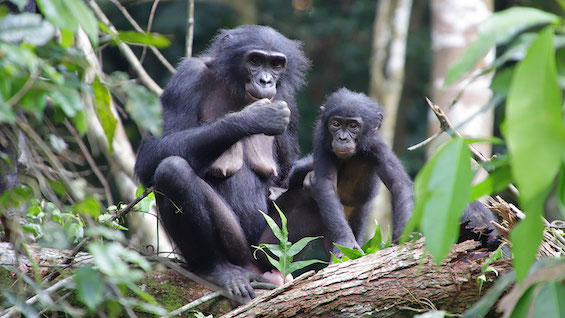 Photo of bonobos in the wild, like those in this near-future novel