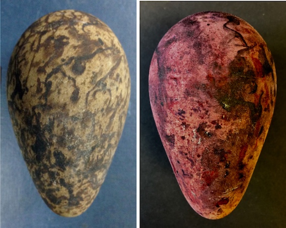 Photo of the actual current and simulated original version of the red egg like that in this novel, the centerpiece of this unpredictable mystery