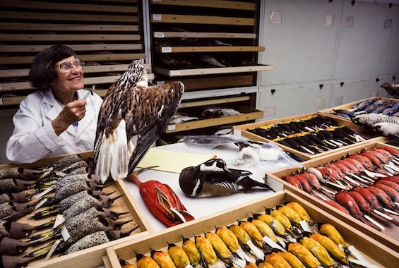 Photo of Roxie Laybourne at work that helped her reduce the hreat of bird strikes on airplanes