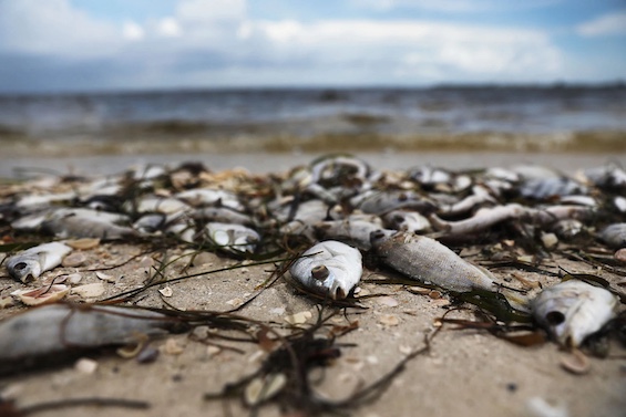 Photo of fish dead from a red tide which could cause the death of the sea