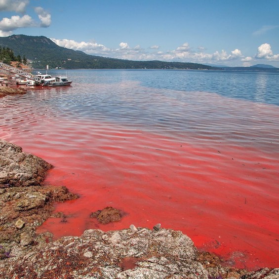 Photo of a toxic red algae bloom which could cause the death of the sea
