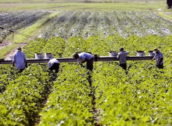 Photo of irrigated field in factory farm like those managed by Seabrook Farms, built by a family with a gift for business
