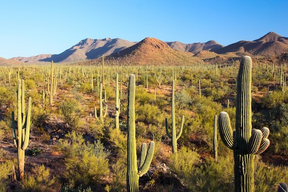 Photo of Arizona desert country like that in this Travis McGee thriller
