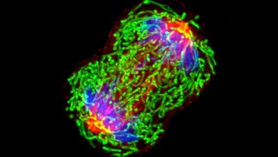 Photo of a breast cancer cell dividing, a process detailed in this book explaining cancer