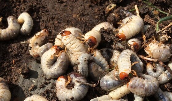 Image of grubs, which are surely unlike the alien invaders in this novel
