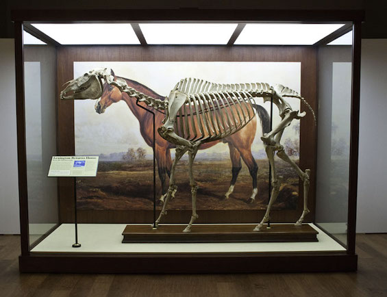 Photo of the skeleton of Lexington, the most famous racehorse of the 19th century in America
