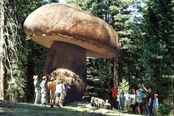 Image of a giant mushroom, related to the fungus in this suspenseful science fiction novel