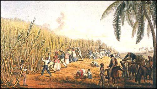 Artist's rendering of slaves at work on a sugar plantation, the ultimate expression of Europe's search for African gold and the slave trade