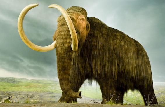 Image of a woolly mammoth, one of the megafauna of the Pleistocene Era, like those that figure in this novel about time travel